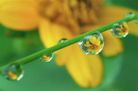 Flowers In Water Droplets Photograph By Fiftymm99 Fine Art America