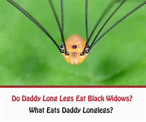 Do Daddy Long Legs Eat Black Widows