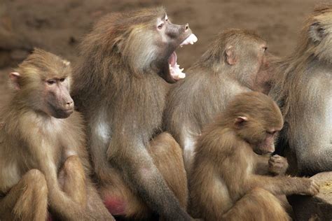 Facts About Baboons