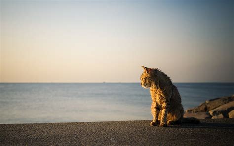 동물 해변 고양이 Hd 배경 화면 Wallpaperbetter