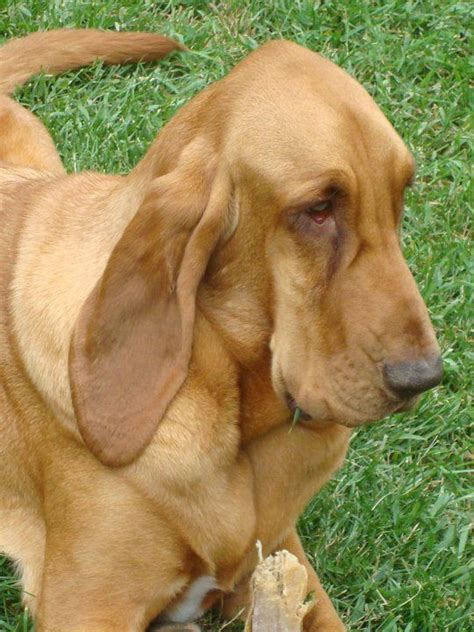 Beautiful Bloodhound Redbone Coonhound Bloodhound Grand Dog