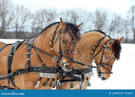 Harness Driving Horse Team In Winter Day Stock Photo Image Of Harness