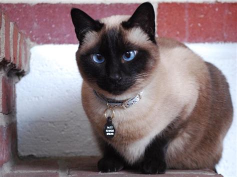 She is 4 years old. The Siamese Cat - An Iconic Breed | Kittens Whiskers