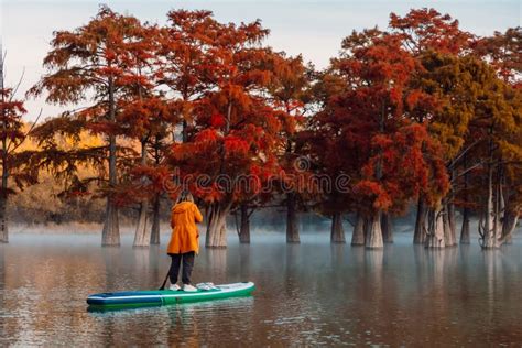 Woman Swim On Stand Up Paddle Board At The Lake With Swamp Trees In