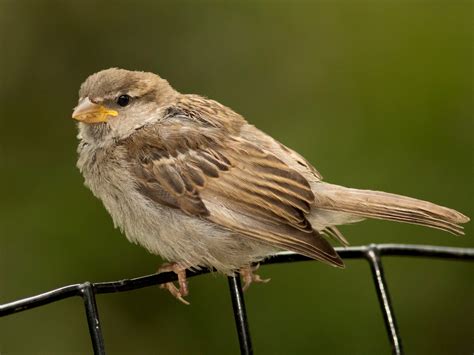 House Sparrow Ebird