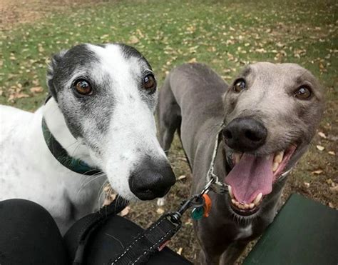 Reddit gives you the best of the internet in one place. Q&A: What makes Greyhounds such great pets? - Greyhounds ...