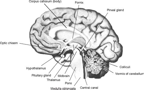 Figure 55 From Introduction To Brain Structure And Basic Functions