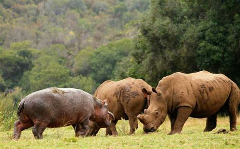 Two Rhinos And One Hippopotamus Are Grazing In The Grass With Trees In