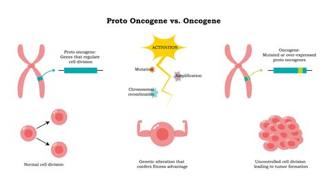 Proto Oncogenes E Oncogenes
