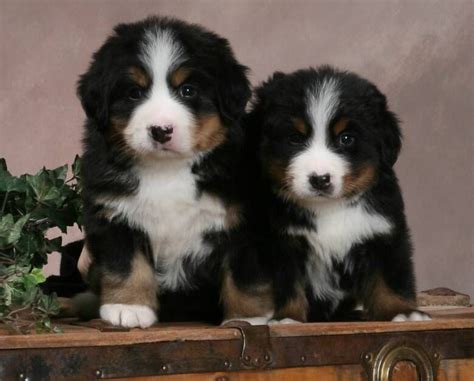 Working Puppies Pictures Information Bernese Mountain Dog Puppy