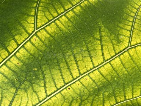 Green Teak Leaf Texture Background Stock Photo Image Of Summer