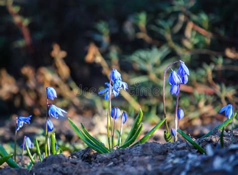 Blue Spring Flowers Of The Scilla Squill Plant Blooming In A Forest