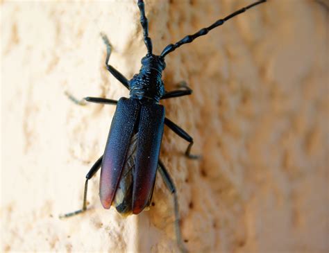 Gambar Serangga Fauna Invertebrata Merapatkan Sayap Antena