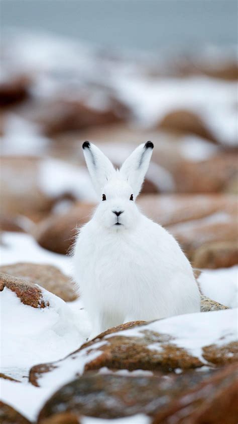 Arctic Hare Snowshoe Rabbit Or Lepus Americanus Baby Animals