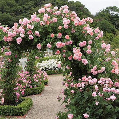 Buy Rare Grafted Pink Climbing Rose Healthy Live Plant Online Get 58 Off