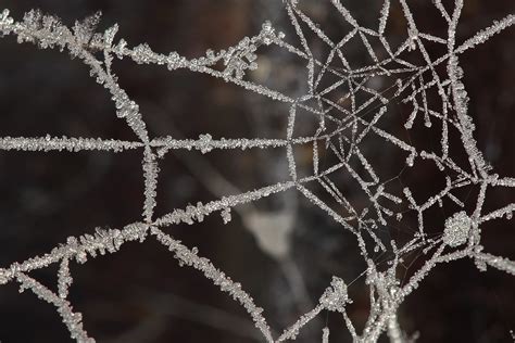 Frozen Spiders Web Dave Shrubb Flickr