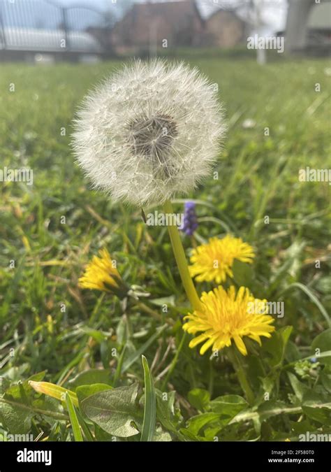 Closeup Of A Blowball And Dandelions Growing In The Garde Stock Photo