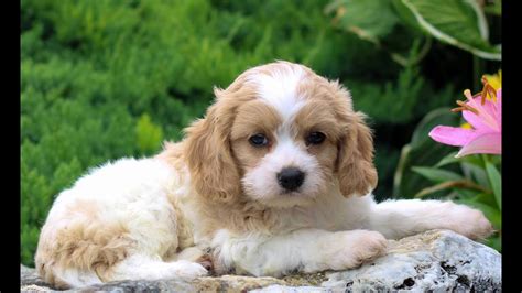 Cavachon Puppies For Sale Youtube
