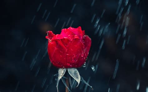 Download Wallpaper Red Rose And Raindrops 5120x3200