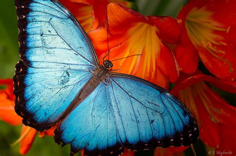 Papillon Bleu Blue Butterfly A Photo On Flickriver
