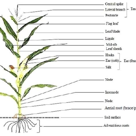 Corn Labeled Parts Of Plant