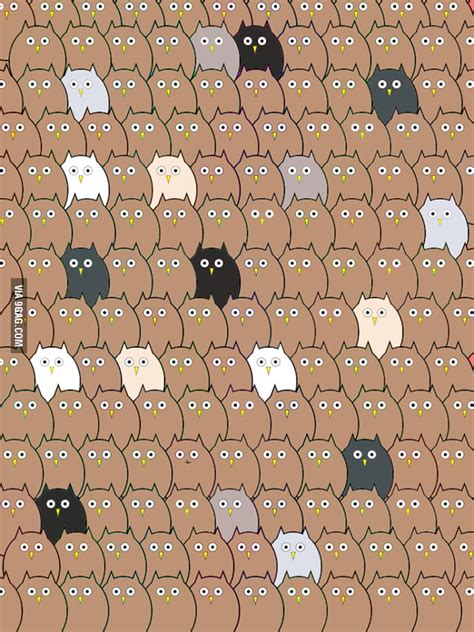 Can You Spot The Cat 9gag