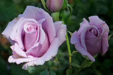 Лучшие сорта роз · бесплатная фотография от photomonstr картинки на fonwall