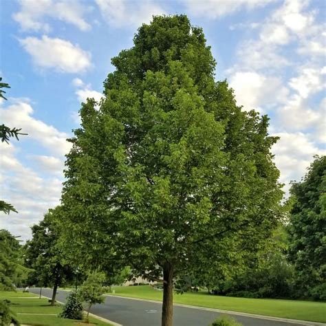 Greenspire Linden — Affordable Trees