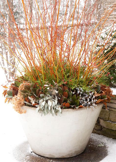14 Cheerful Winter Container Gardens Midwest Living