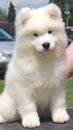 Samoyed Pup Gorgeous Animals And Pets Baby Animals Funny Animals