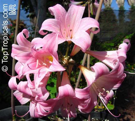 Amaryllis Belladonna Callicore Rosea Belladonna Lily March Lily Naked Lady Toptropicals Com