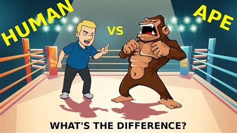 Apes And Humans Whats The Difference Youtube
