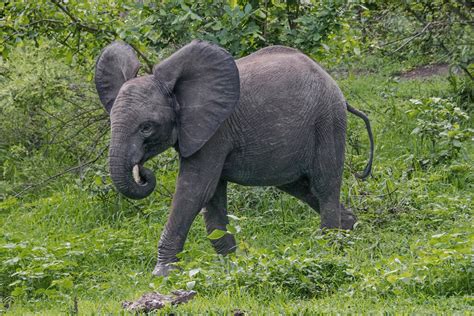 Саванный слон Loxodonta Africana African Savanna Elephan Flickr