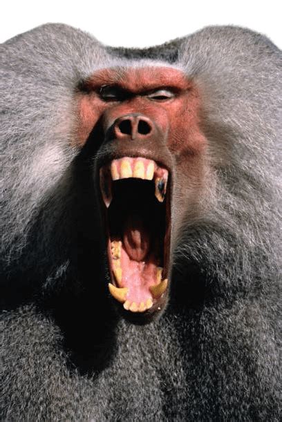 Best 71 Baboon Png Hd Transparent Background A1png