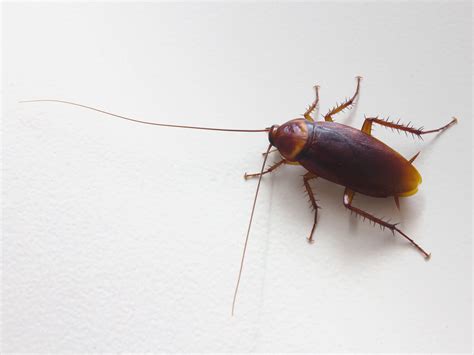 Cockroach Extermination Dallas And Austin Stampede Pest