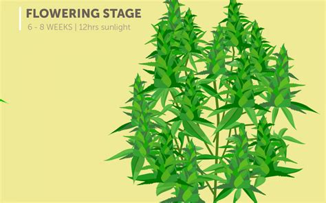 Stages Of The Cannabis Plant Growth Cycle Cannabis Magazine Online