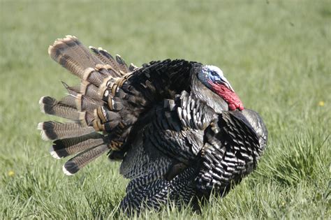 Big Real Wild Turkey