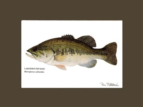 Largemouth Bass Fish Print Fishing Wall Art Decor Charting Nature