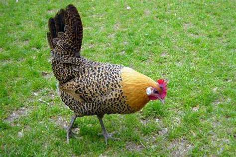 Maybe you would like to learn more about one of these? Chicken Breeds Ideal for Backyard Pets and Eggs | HGTV