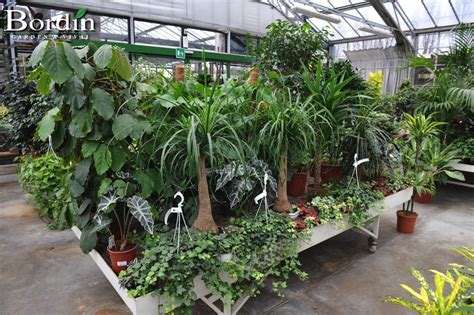 Come molte piante da interni, può essere attaccata dai ragnetti rossi, dalle coccinelle e dai funghi. Piante da interno - BORDIN Garden & Vivai