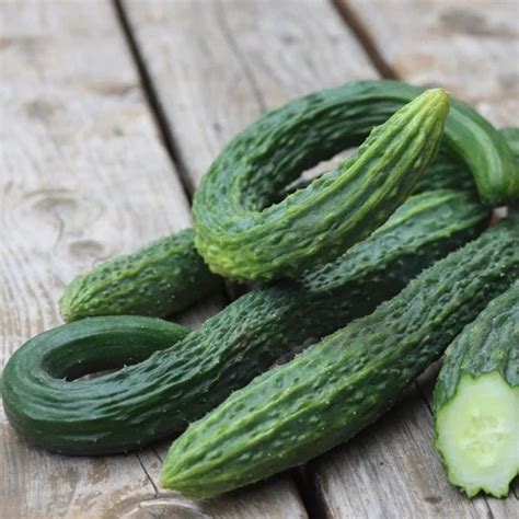 Suyo Long Cucumber Seeds Ritchie Feed And Seed Inc