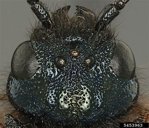 Blue Horntail Woodwasp Sirex Cyaneus Hymenoptera Siricidae 5453963