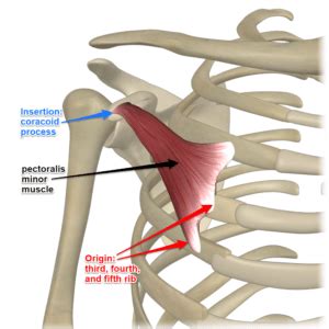 Pectoralis Minor