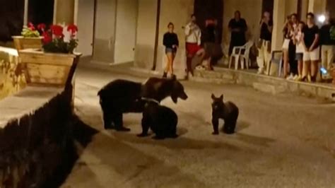 Killing Of Endangered Brown Bear Near National Park Leaves 2 Cubs