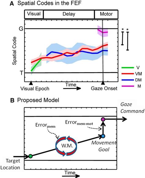 Transition From Target To Gaze Coding In Primate Frontal Eye Field