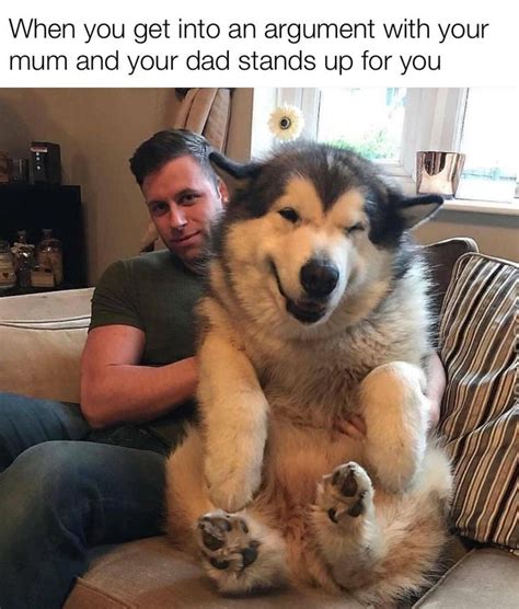 Dad And Dog Meme Funny Dog Dad Memes Bsb Funny Dog Dad Memes