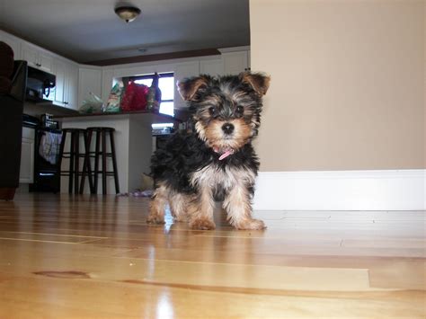 Our Crazy Yorkie Poo Puppymp4 Teacup Yorkie Puppy Yorkie Poo