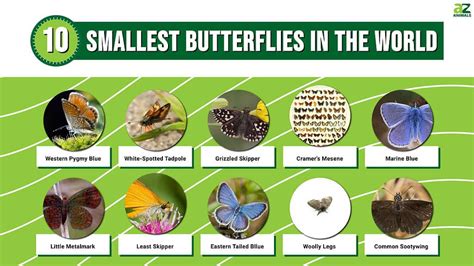 Top 10 Smallest Butterflies In The World A Z Animals