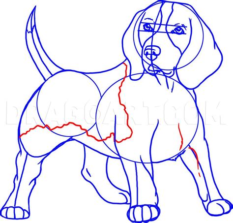 How To Draw A Beagle Step By Step Drawing Guide By Dawn Dragoart