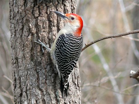 Woodpeckers No More! Woodpecker Deterrents for the Home